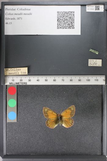 Media type: image;   Entomology 119548